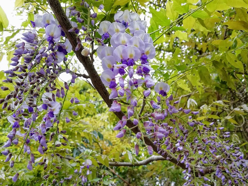 田中神社オカフジ