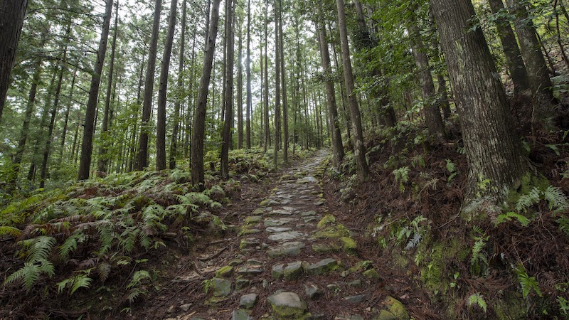 熊野古道 大雲取越