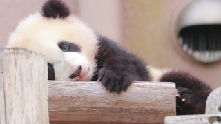 動物園・水族館