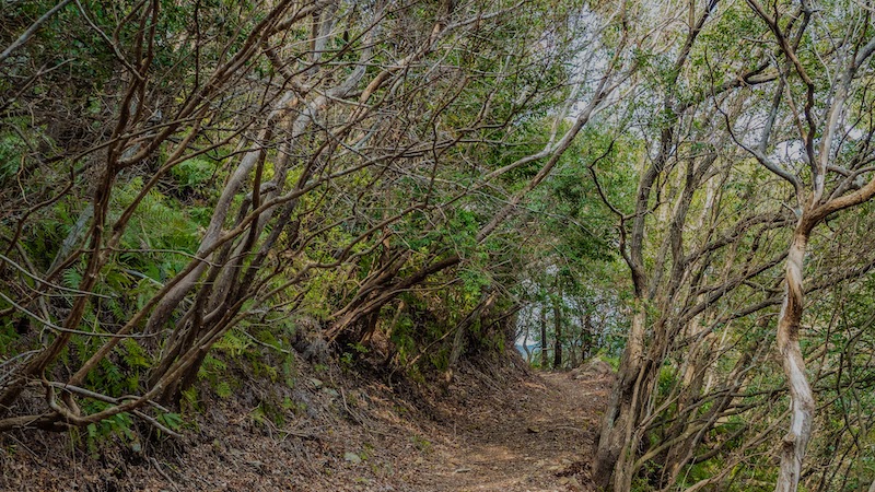 熊野古道 大辺路 富田坂