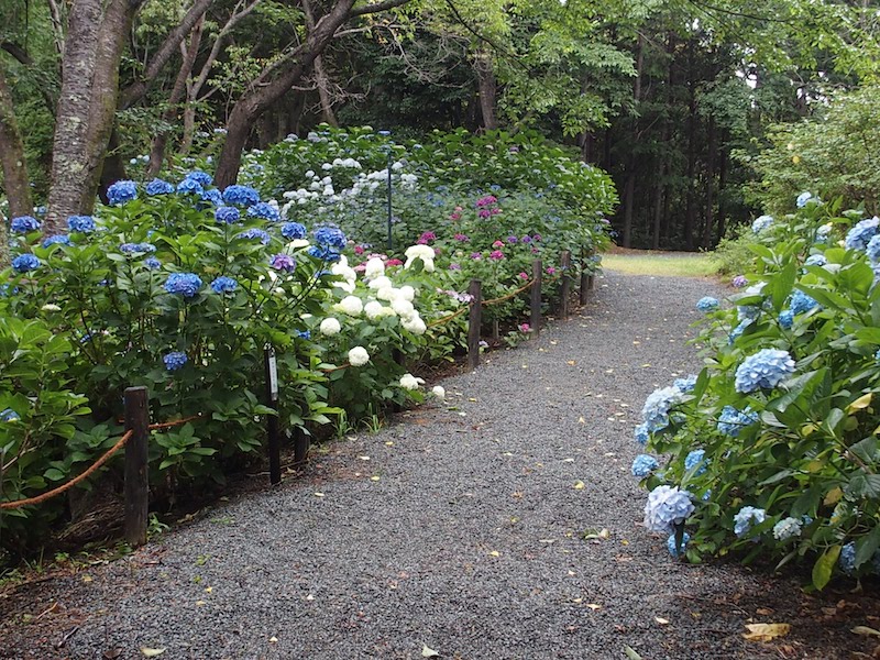 あじさい曼荼羅園のあじさい