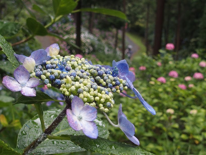 あじさい曼荼羅園のあじさい