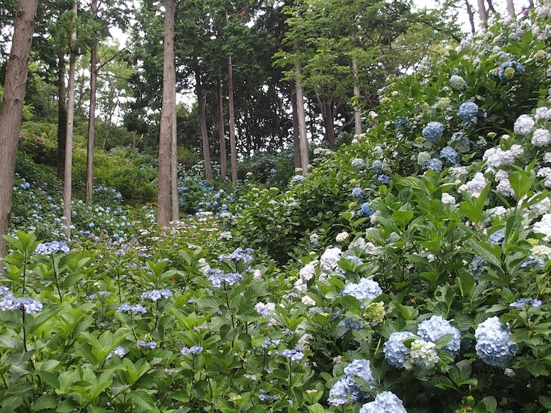 あじさい曼荼羅園 一面のあじさい