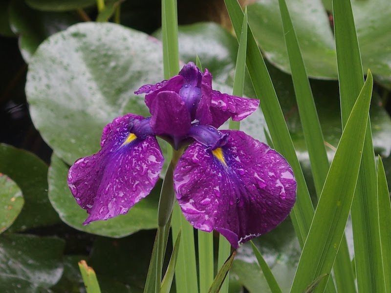 あじさい曼荼羅園 花菖蒲