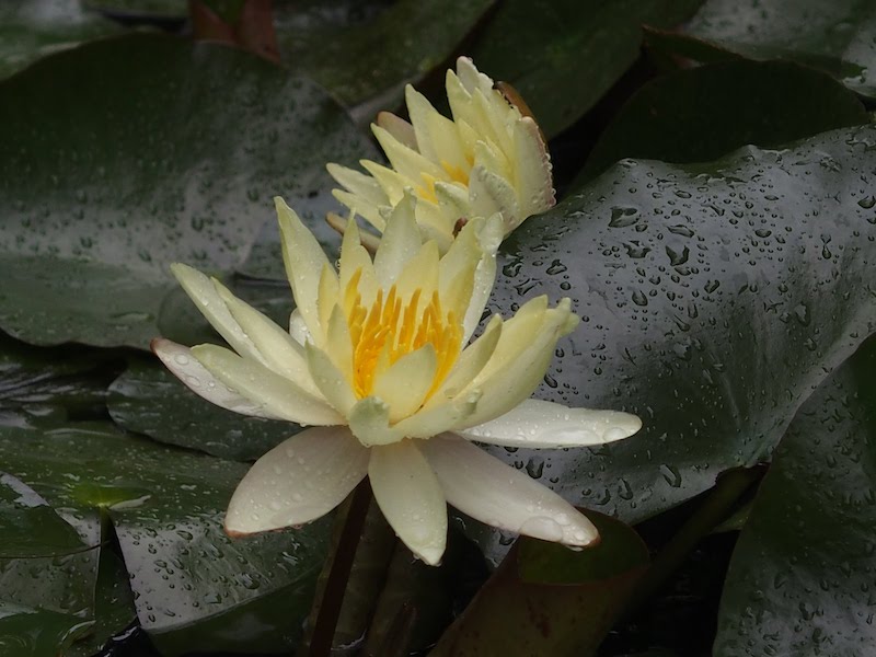 あじさい曼荼羅園　睡蓮