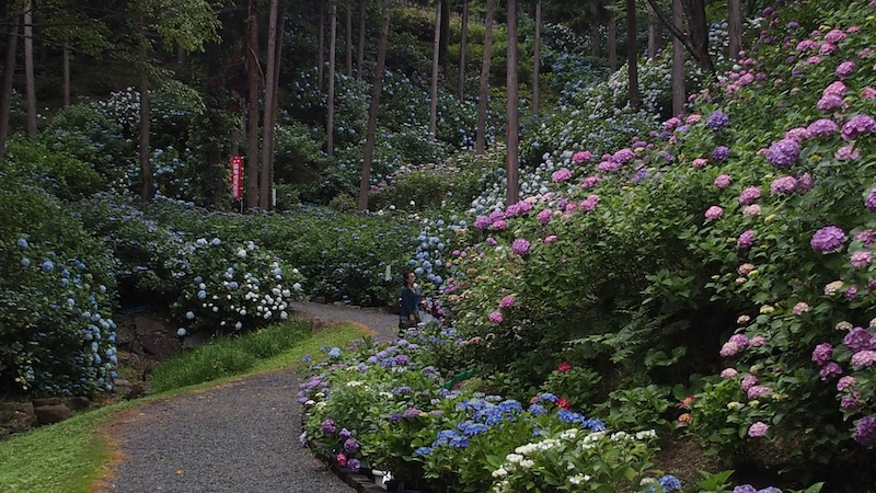 あじさい曼荼羅園