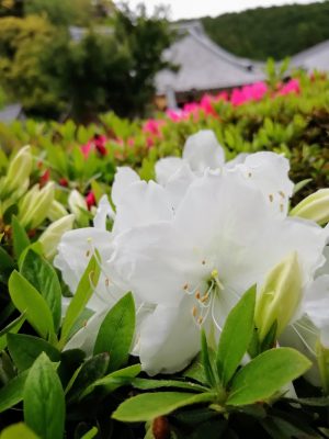 観音寺（さつき寺）