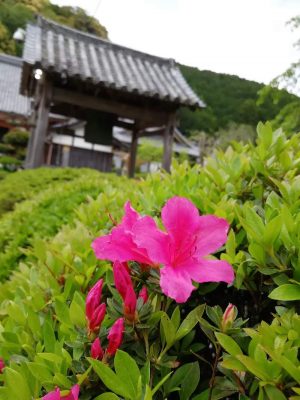 観音寺（さつき寺）