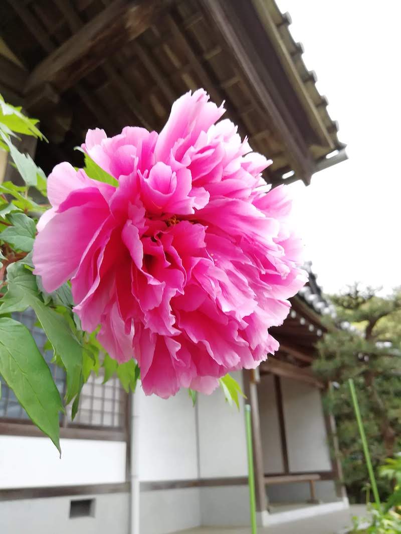 興禅寺（だるま寺）の牡丹（ピンク）