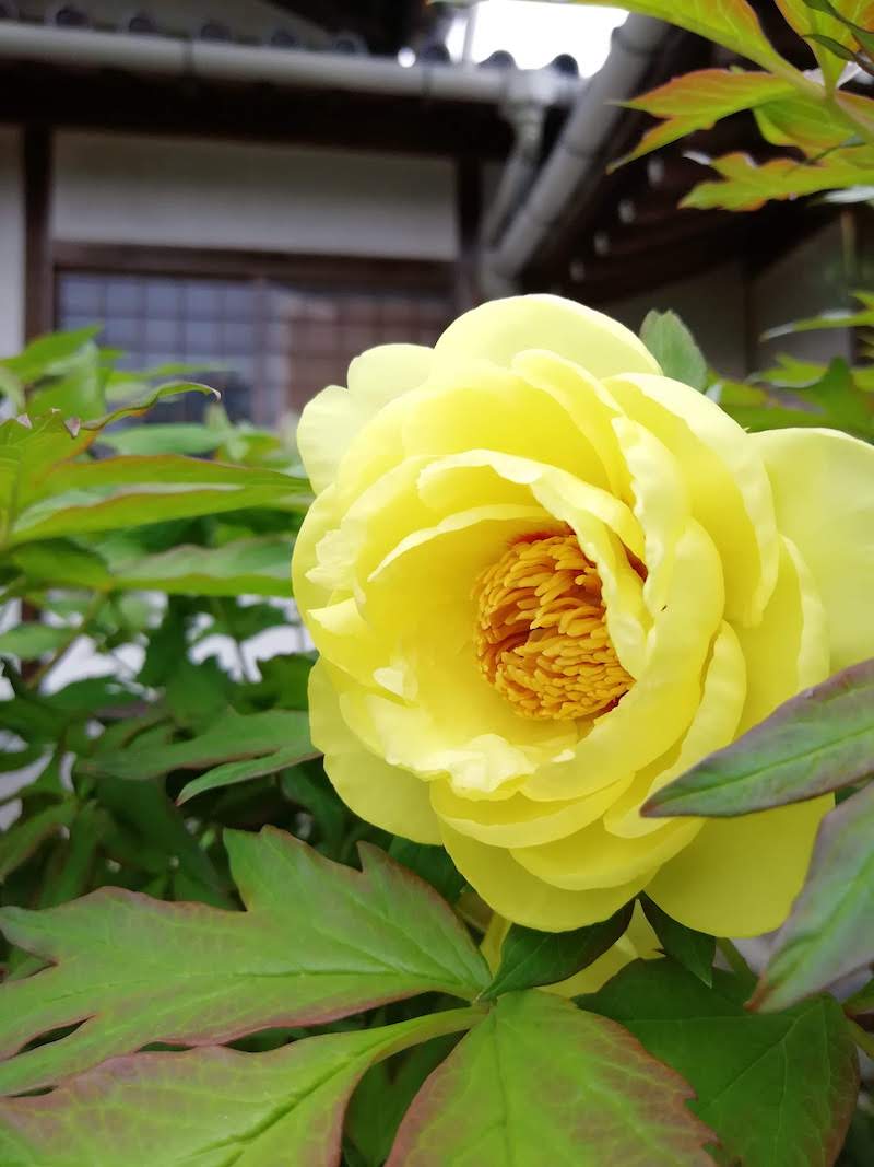 興禅寺（だるま寺）の牡丹（黄色）