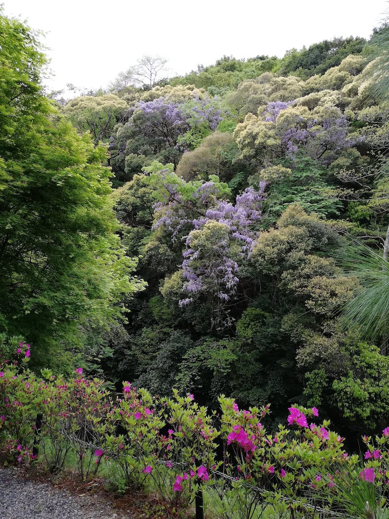 興禅寺（だるま寺）の藤