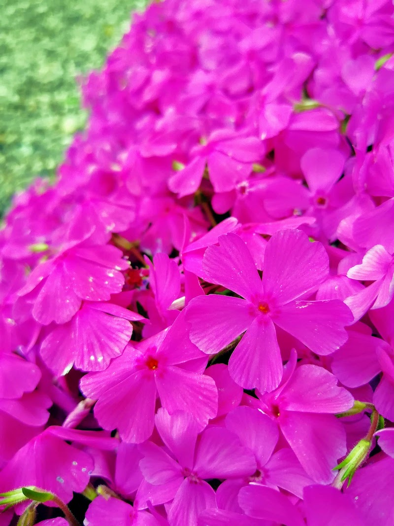 興禅寺（だるま寺）の芝桜