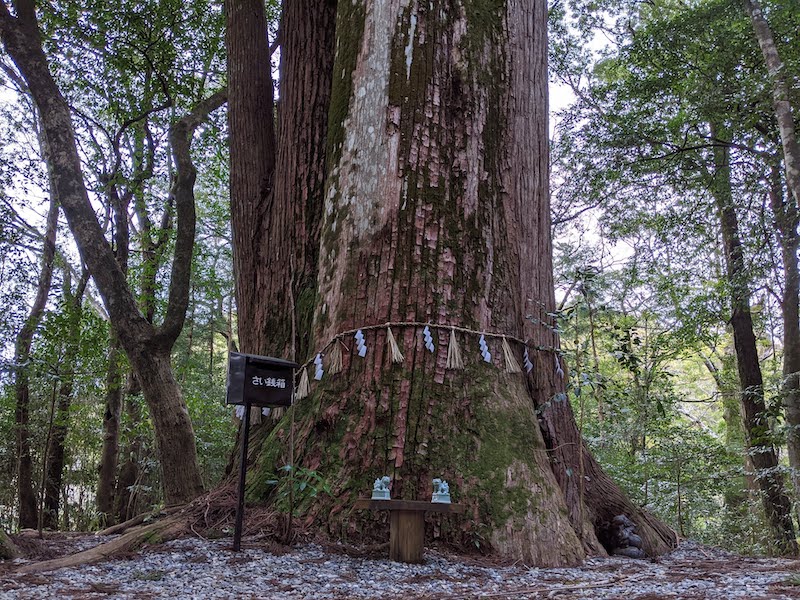 飛鳥神社の四本杉