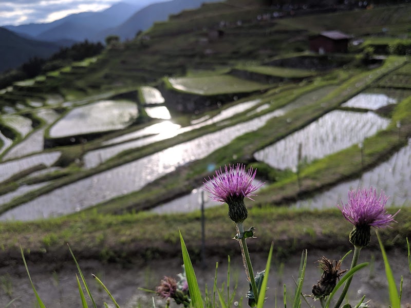 丸山千枚田 虫送り