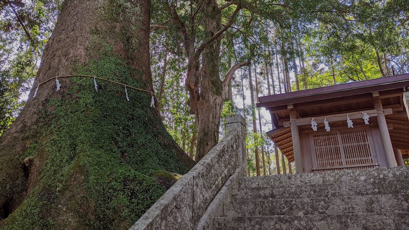 徳司神社の大クス