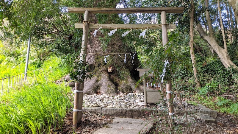 子安ノ宮 大クス（徳司神社）