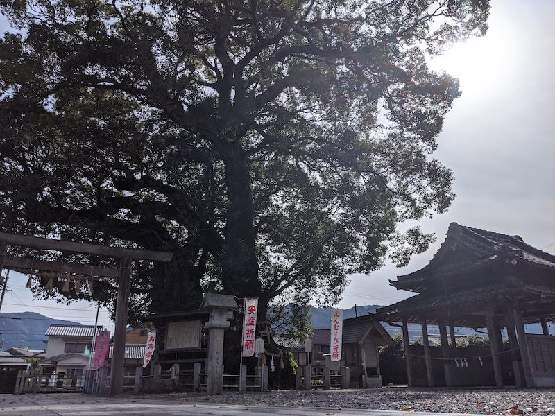 尾鷲神社の大クス