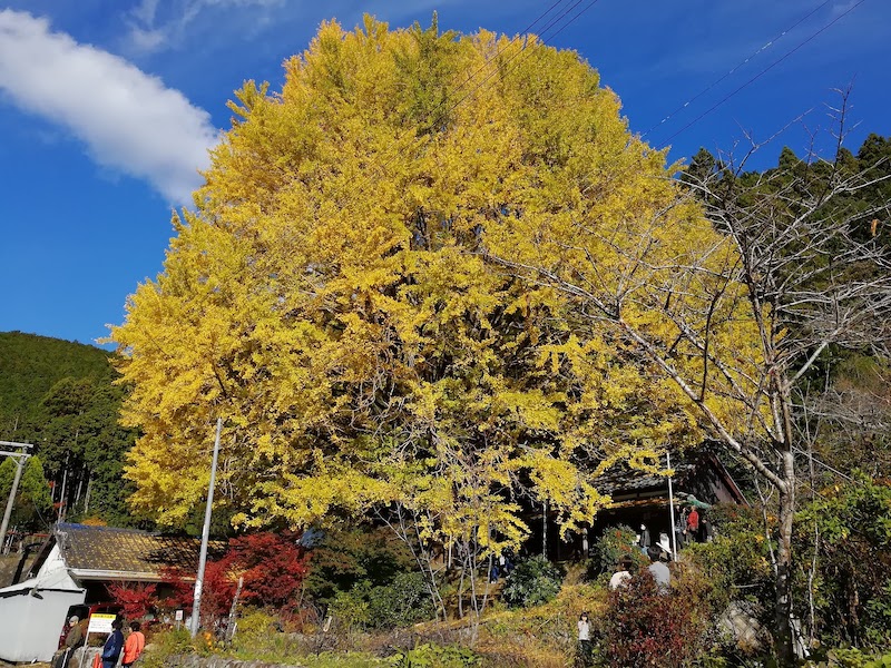 福定の大銀杏（宝泉寺）