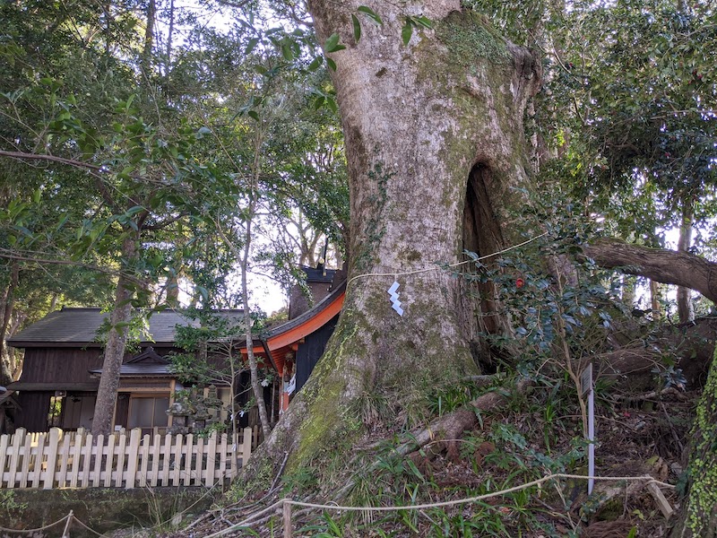 高原熊野神社の大楠