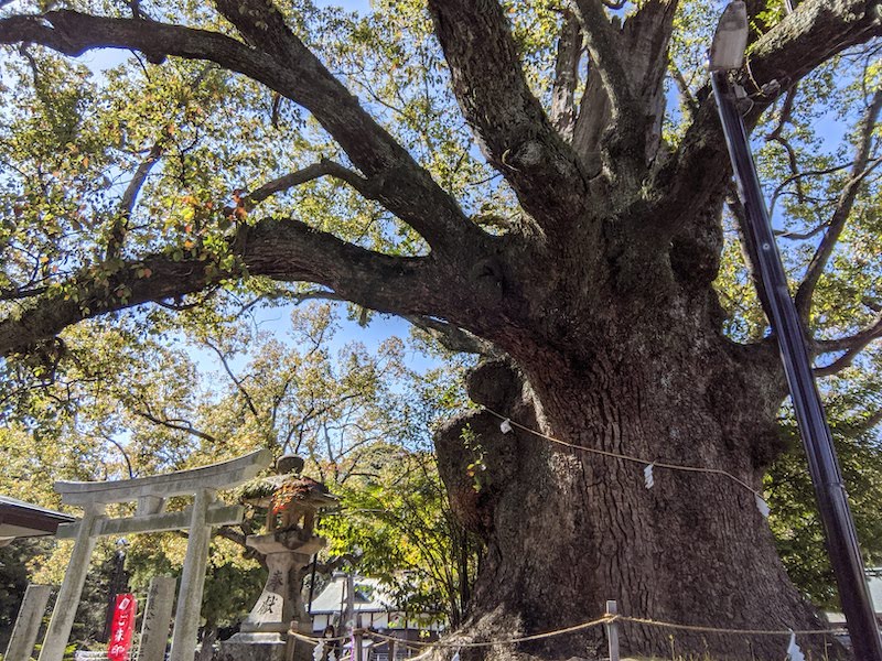 闘鶏神社 大クス