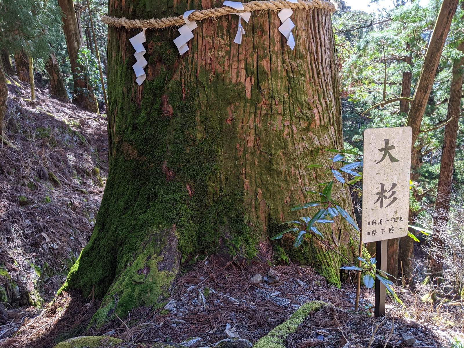 玉置神社の大杉