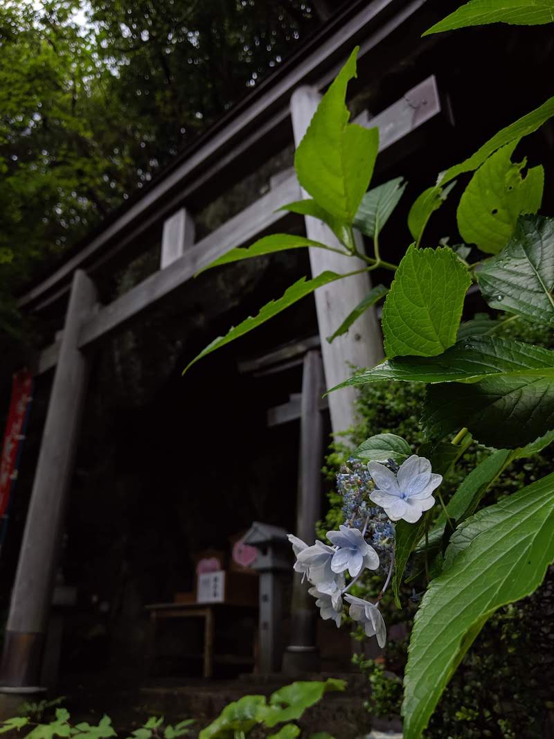 あじさい曼陀羅園 あじさい