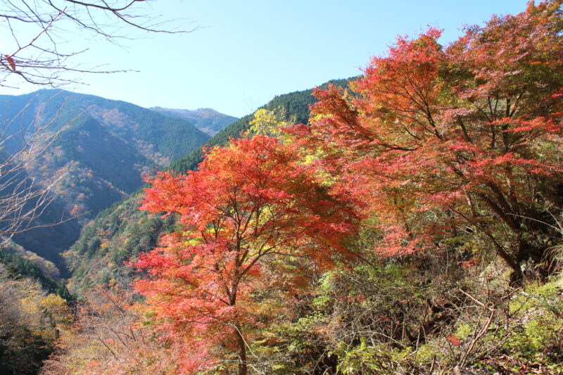 高野龍神スカイラインの紅葉