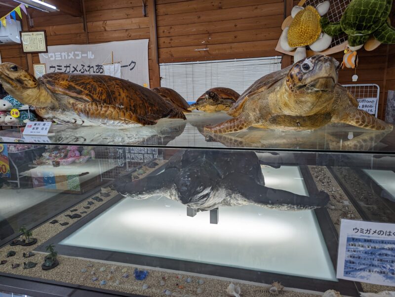 道の駅紀宝町ウミガメ公園 ウミガメのはく製