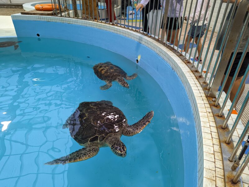 道の駅紀宝町ウミガメ公園 ウミガメプール