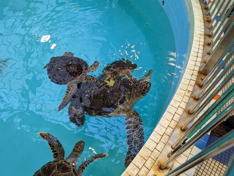 道の駅紀宝町ウミガメ公園 ウミガメプール