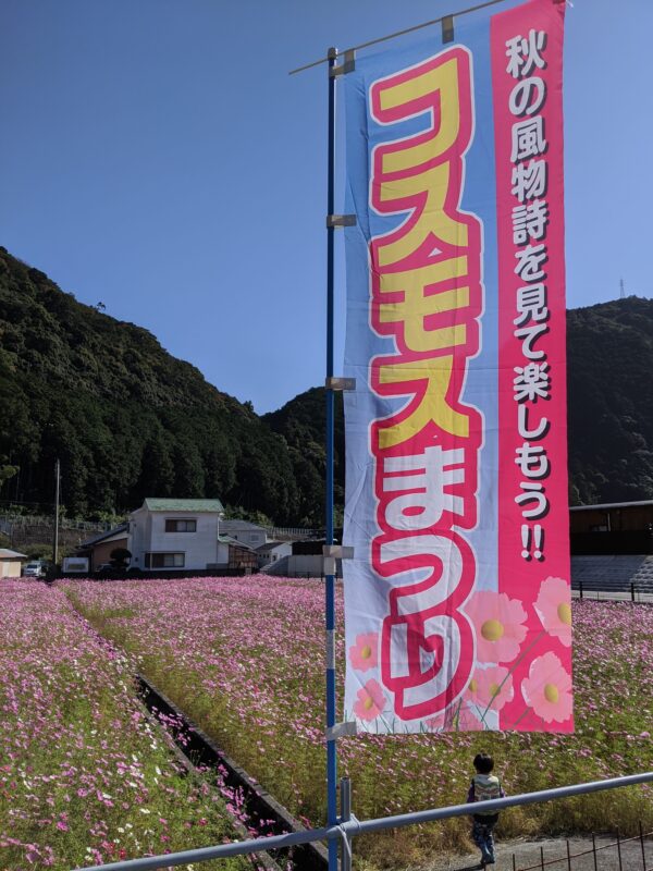 和歌山県西牟婁郡すさみ町立野地区のコスモス