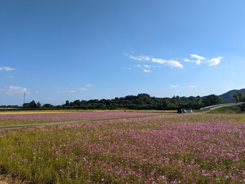 三重県南牟婁郡御浜町下市木のコスモス