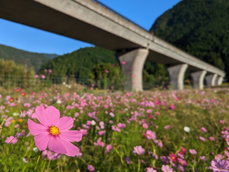 和歌山県新宮市熊野川町のコスモス